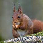 Eichhörnchen läst sich Schmecken