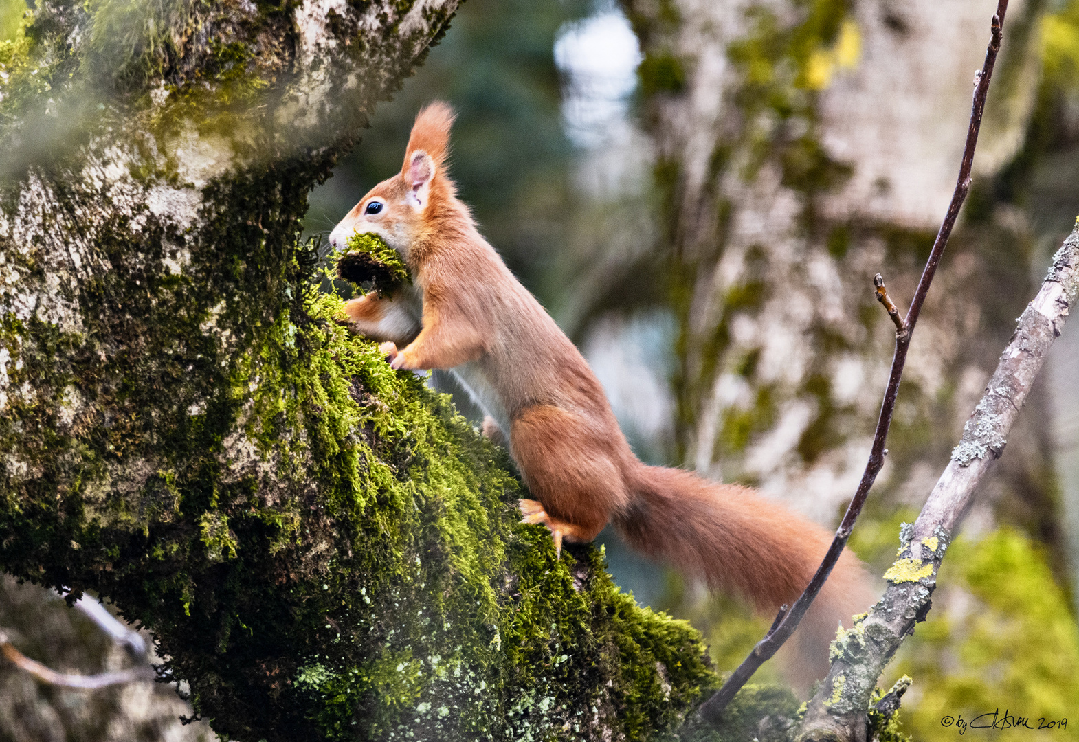 Eichhörnchen - L'écureuil rassemble des matériaux pour la hotte