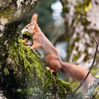 Eichhörnchen - L'écureuil rassemble des matériaux pour la hotte