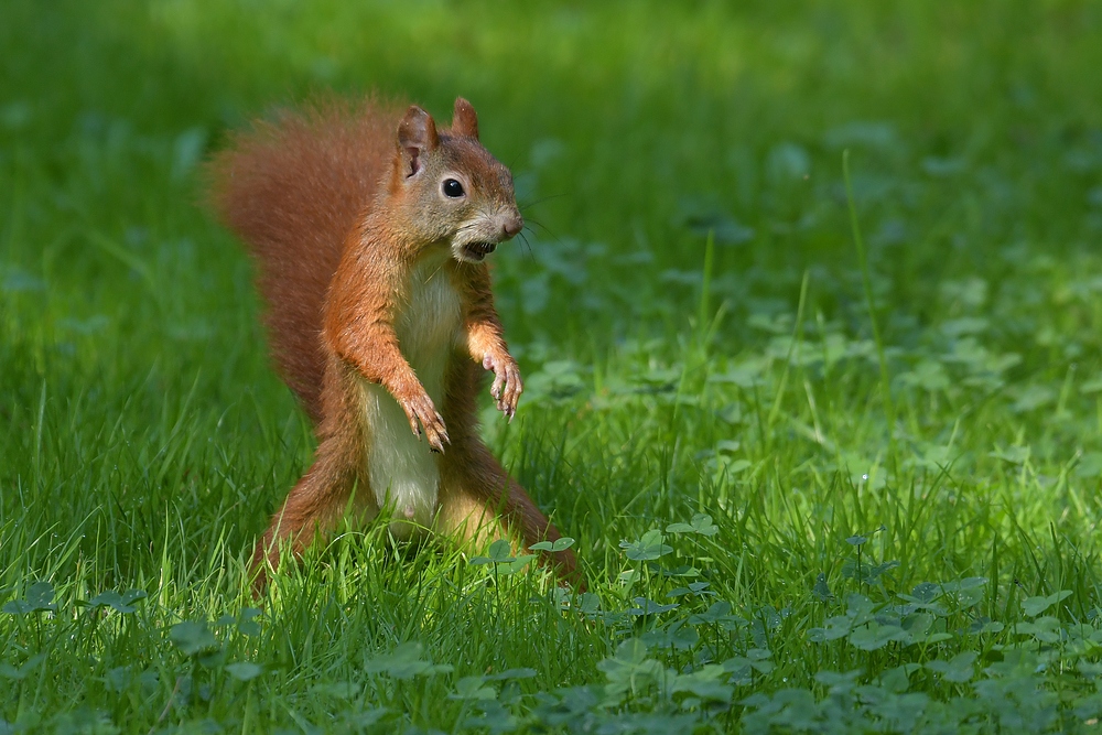 Eichhörnchen – Leuchten mit Haselnuss