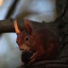 Eichhörnchen Leuchtohr