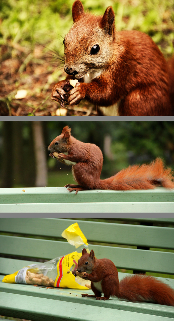 Eichhörnchen lieben Erdnüsse, so werden sie ganz zahm