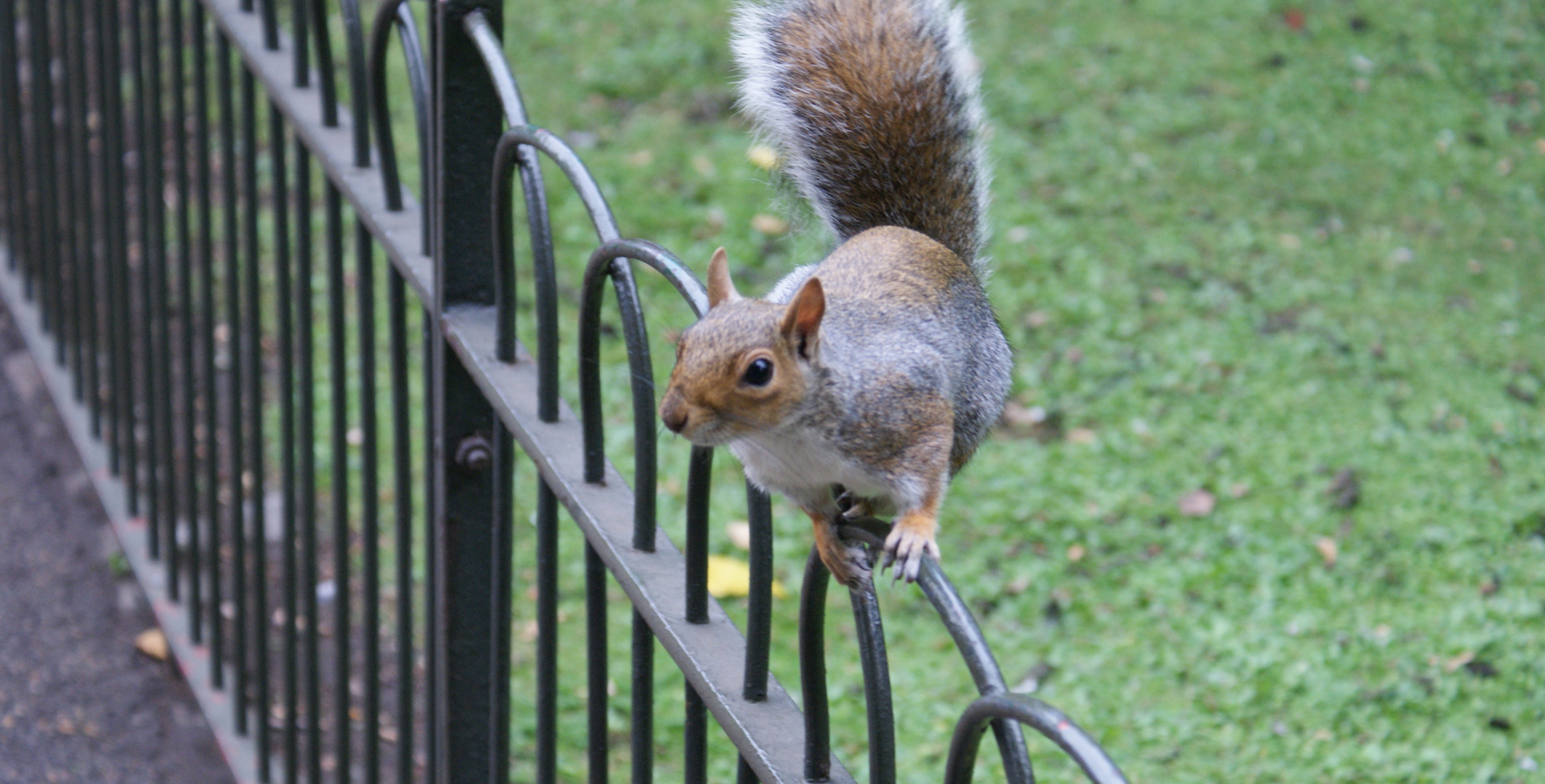 Eichhörnchen, London
