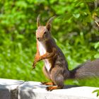 Eichhörnchen macht