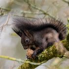 Eichhörnchen macht fette Beute...