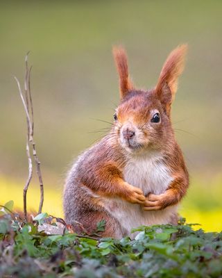 Eichhörnchen macht Pause
