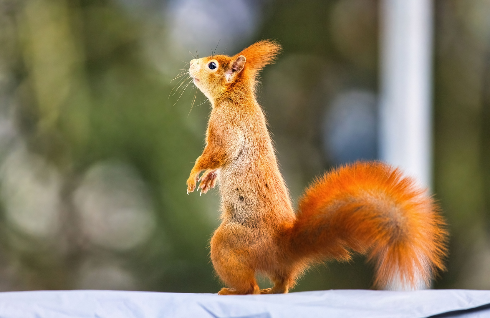 Eichhörnchen Männchen machend im Sonnenlicht...