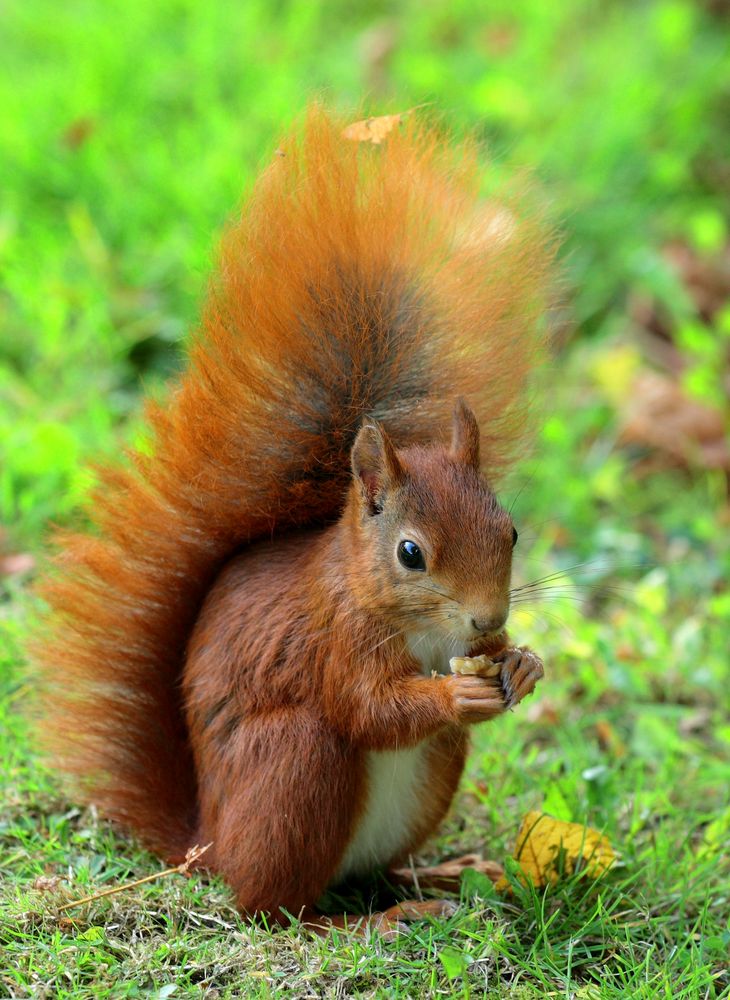 Eichhörnchen-Makro