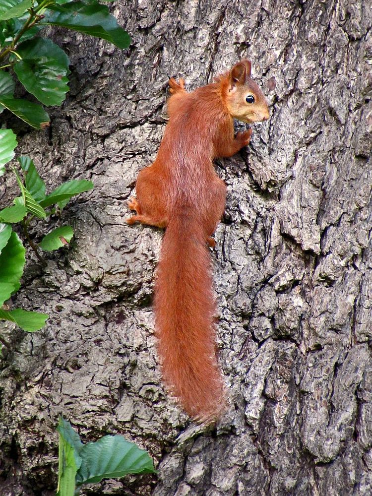 Eichhörnchen - man kann es nicht Unfotografiert lassen. STIMMT's?