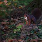 Eichhörnchen - Meins