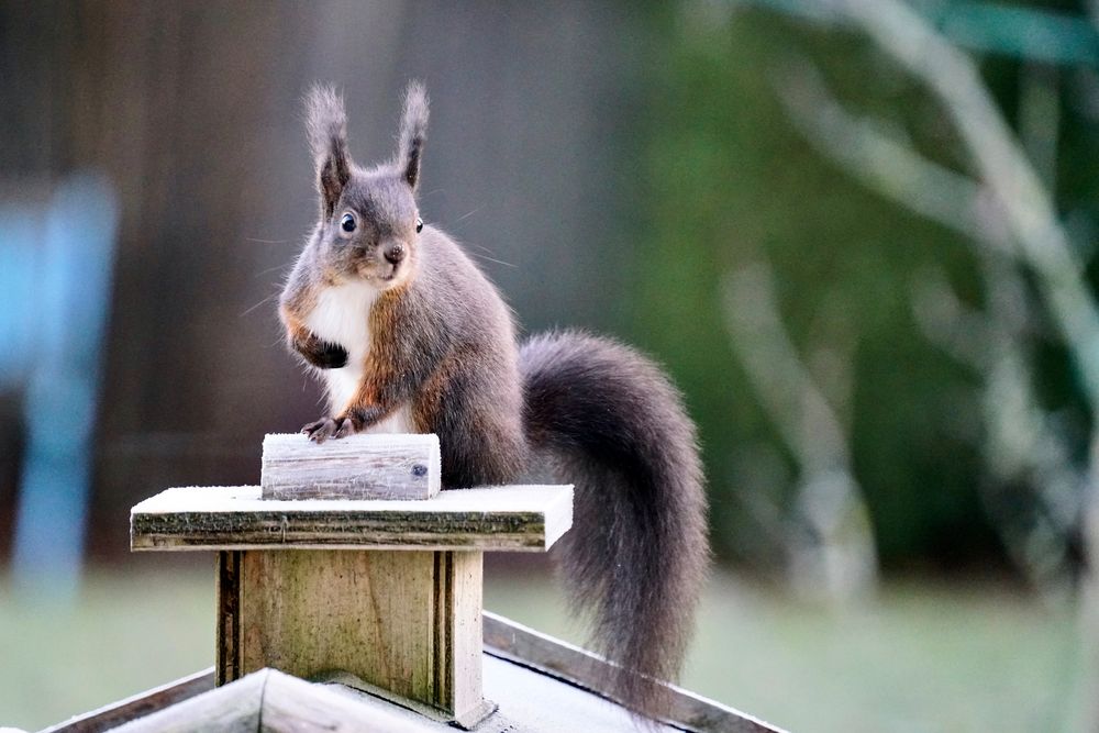 Eichhörnchen ...meinst du mich ?