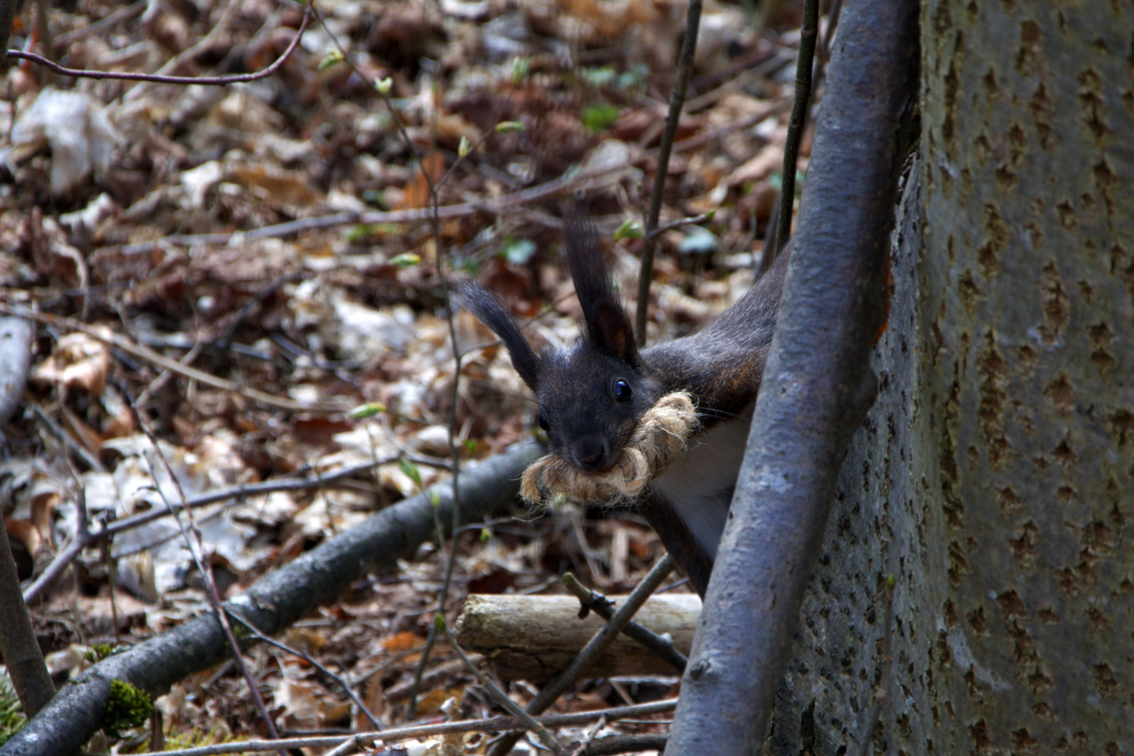 Eichhörnchen mit Bart 