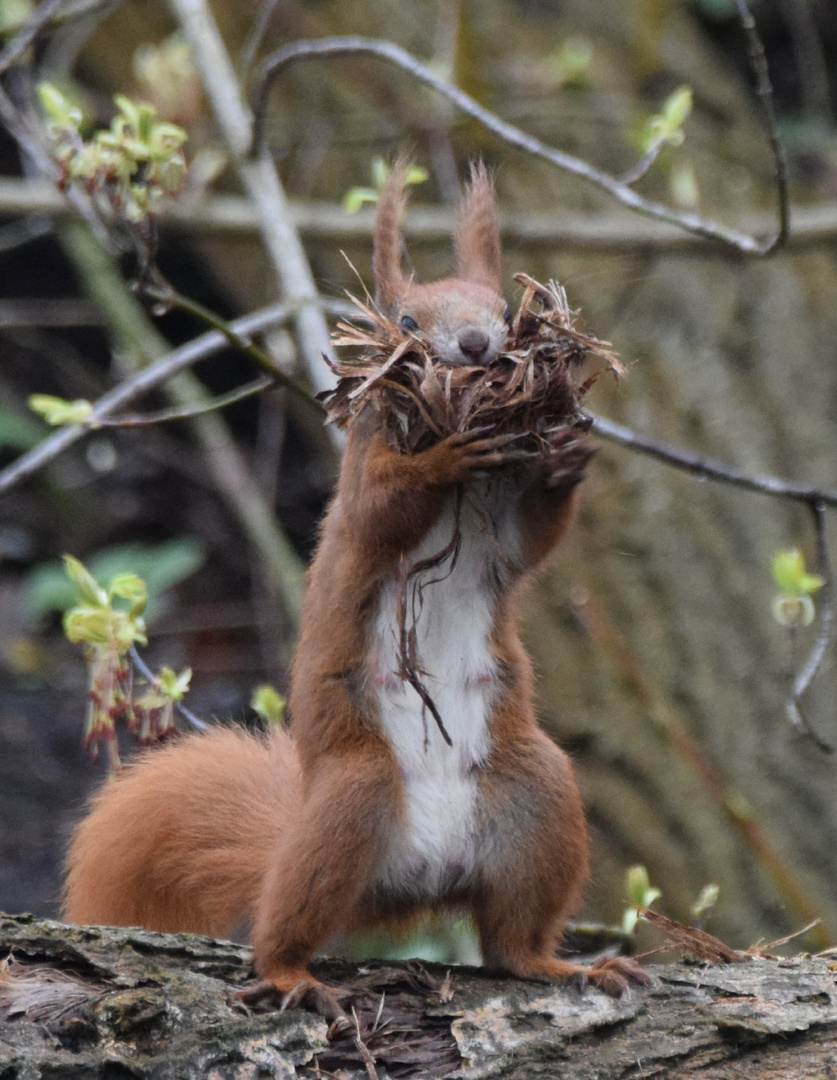 Eichhörnchen  mit Baumaterialien 