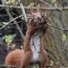 Eichhörnchen  mit Baumaterialien 