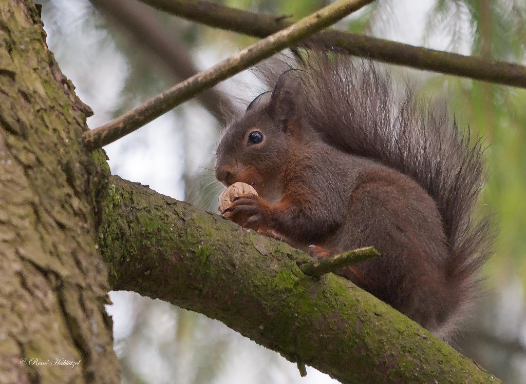 Eichhörnchen mit Baumnuss