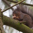 Eichhörnchen mit Baumnuss