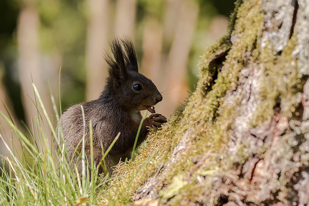 Eichhörnchen mit Beute