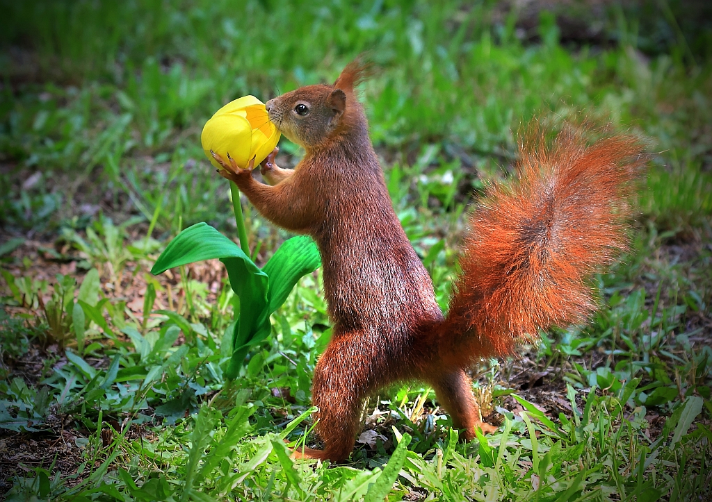 Eichhörnchen mit Blume