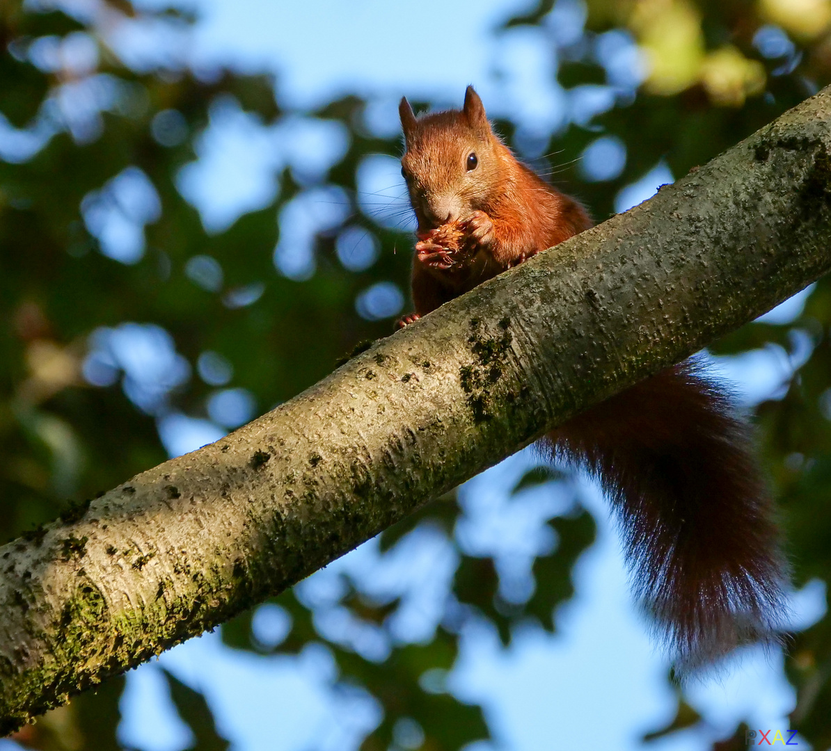 Eichhörnchen mit Buchecker