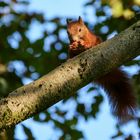 Eichhörnchen mit Buchecker