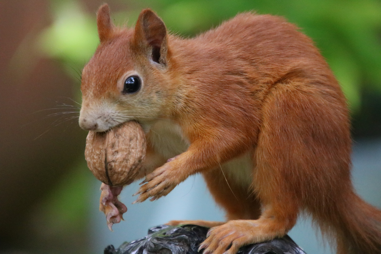 Eichhörnchen mit der Nuss