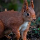 Eichhörnchen mit Dreck an der Nasenspitze