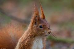 Eichhörnchen mit Drecknase