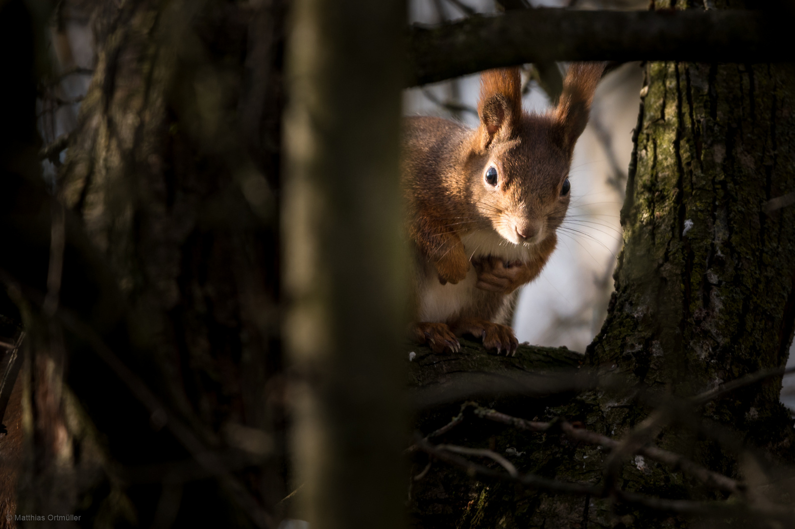 Eichhörnchen mit "Durchblick"