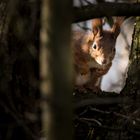 Eichhörnchen mit "Durchblick"