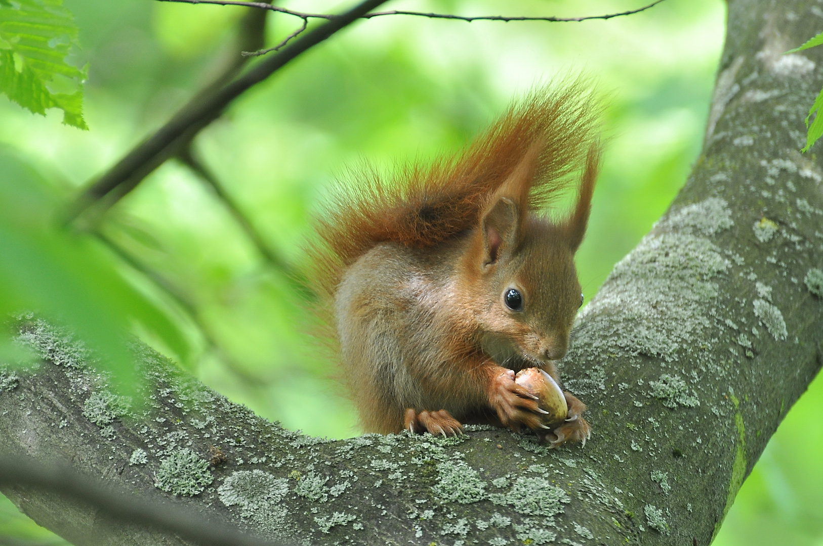 Eichhörnchen mit Eichel