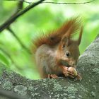 Eichhörnchen mit Eichel