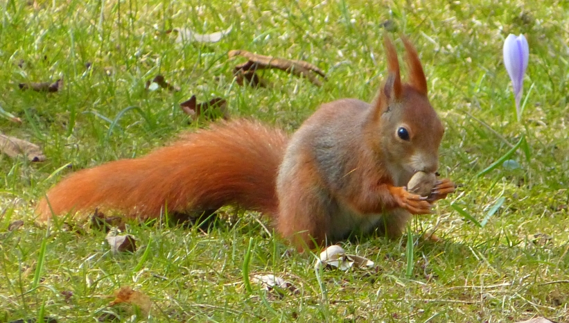 Eichhörnchen mit einer Nuss