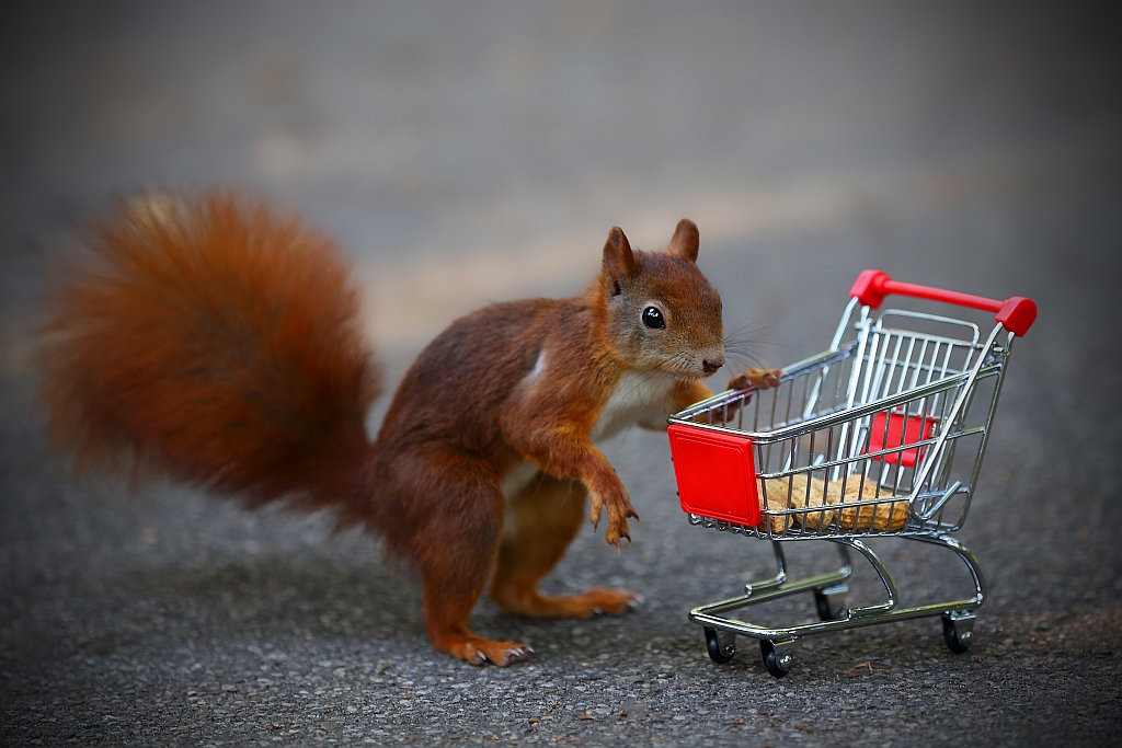 Eichhörnchen mit Einkaufswagen