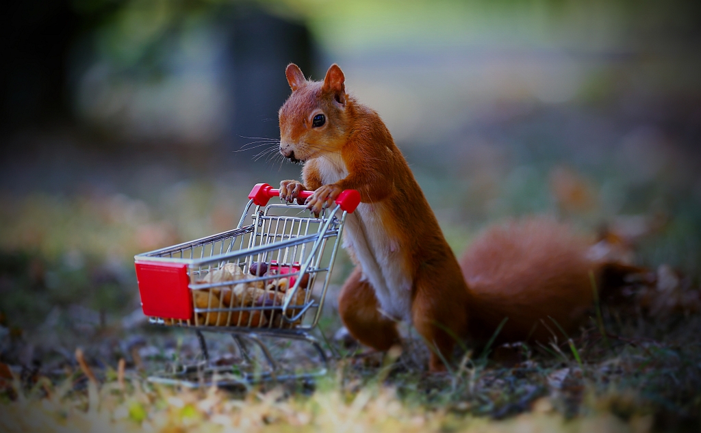 Eichhörnchen mit Einkaufswagen