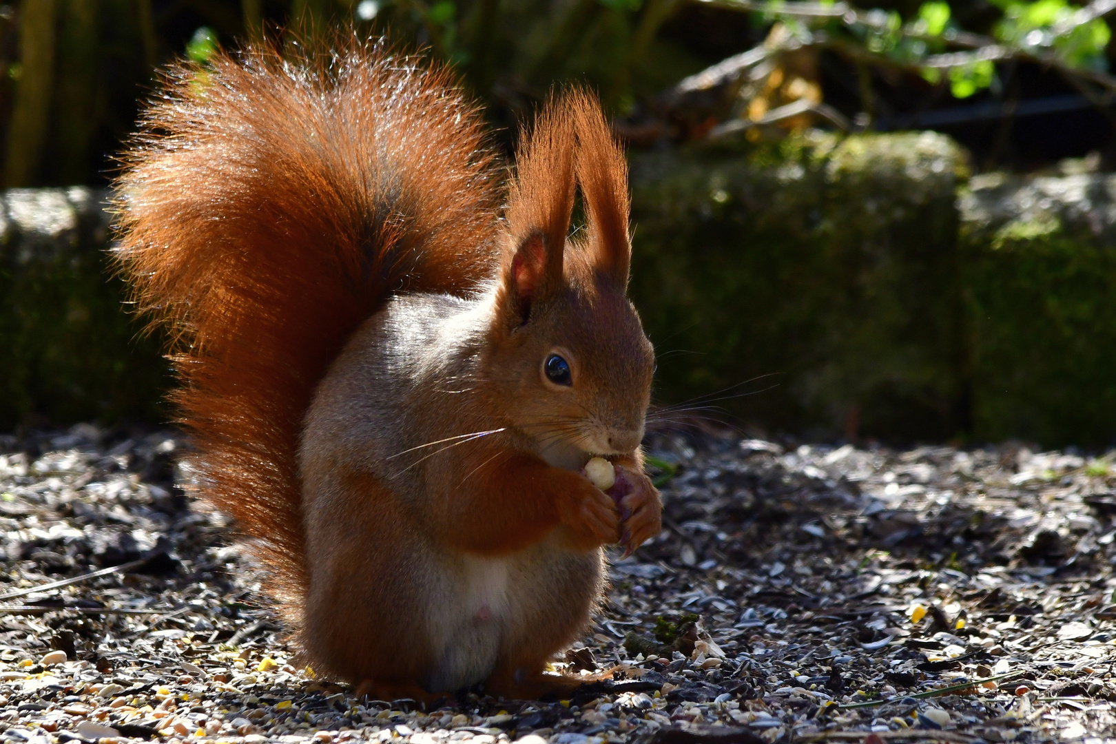 Eichhörnchen mit Erdnuß 