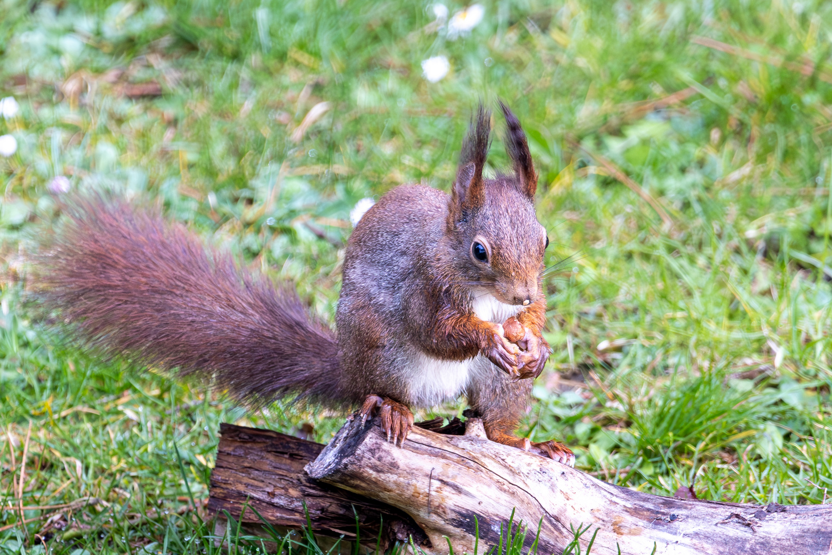 Eichhörnchen mit Erdnuss