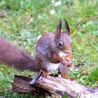 Eichhörnchen mit Erdnuss