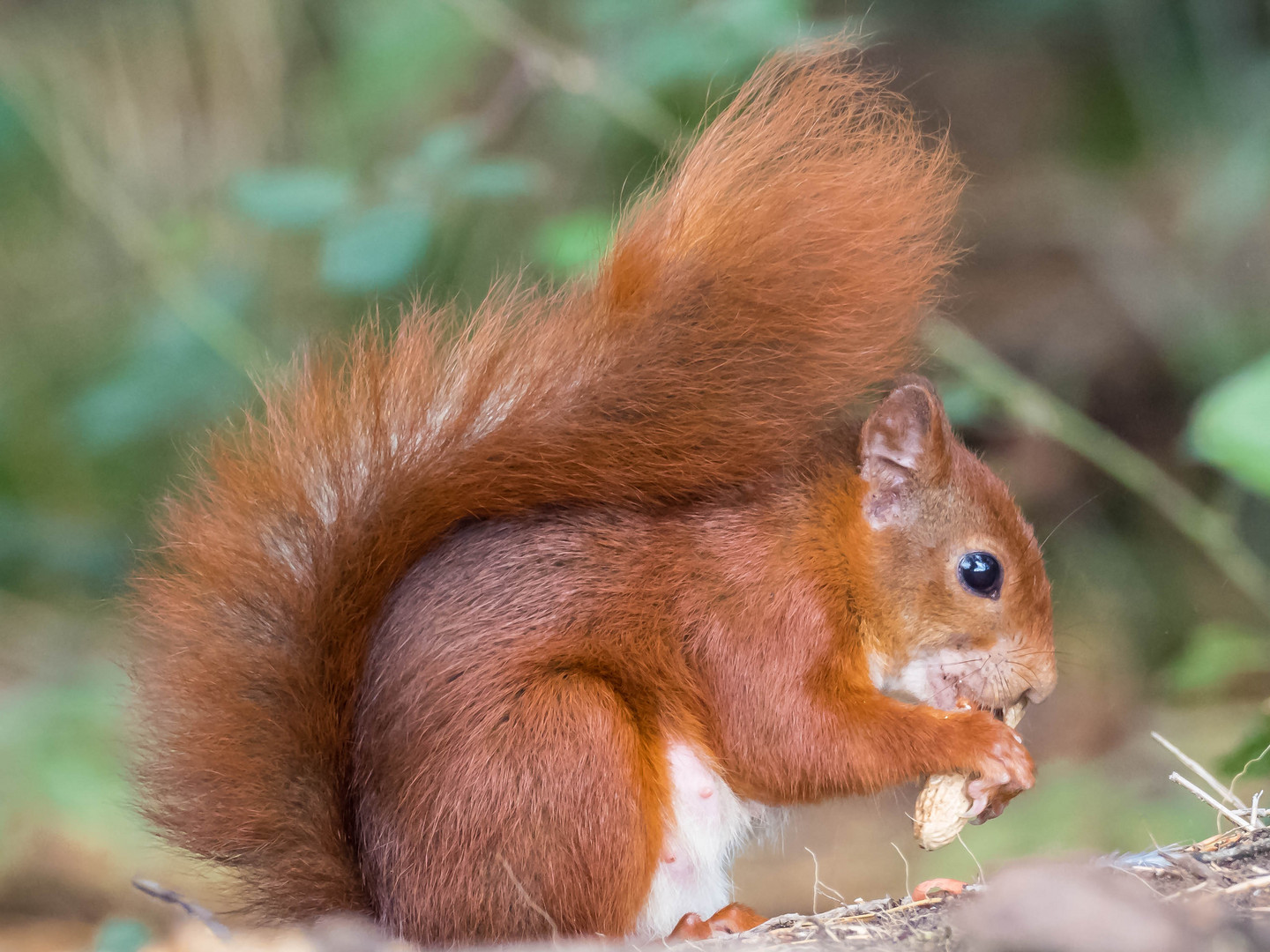 Eichhörnchen mit Erdnuss