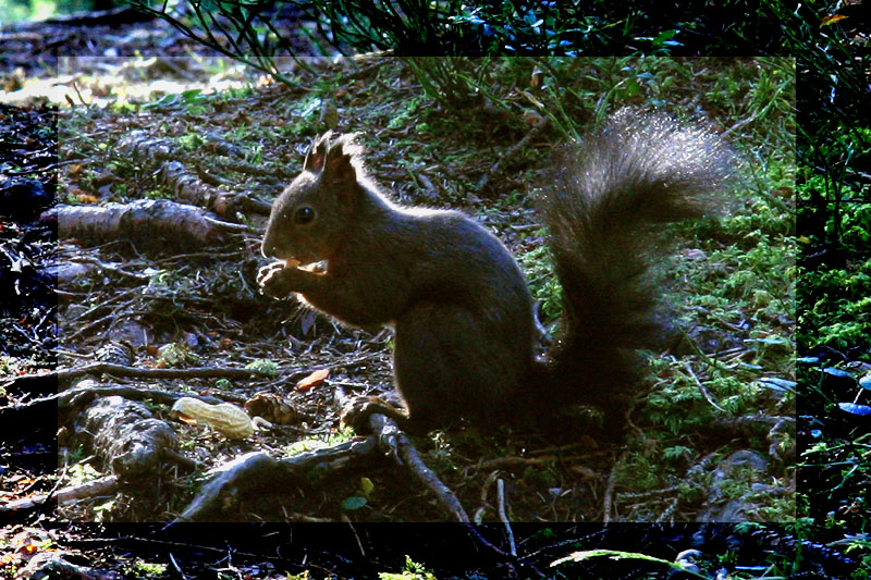 Eichhörnchen mit Erdnuss