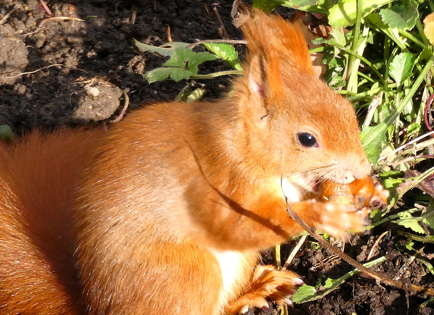 Eichhörnchen mit Esskastanie