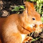 Eichhörnchen mit Esskastanie