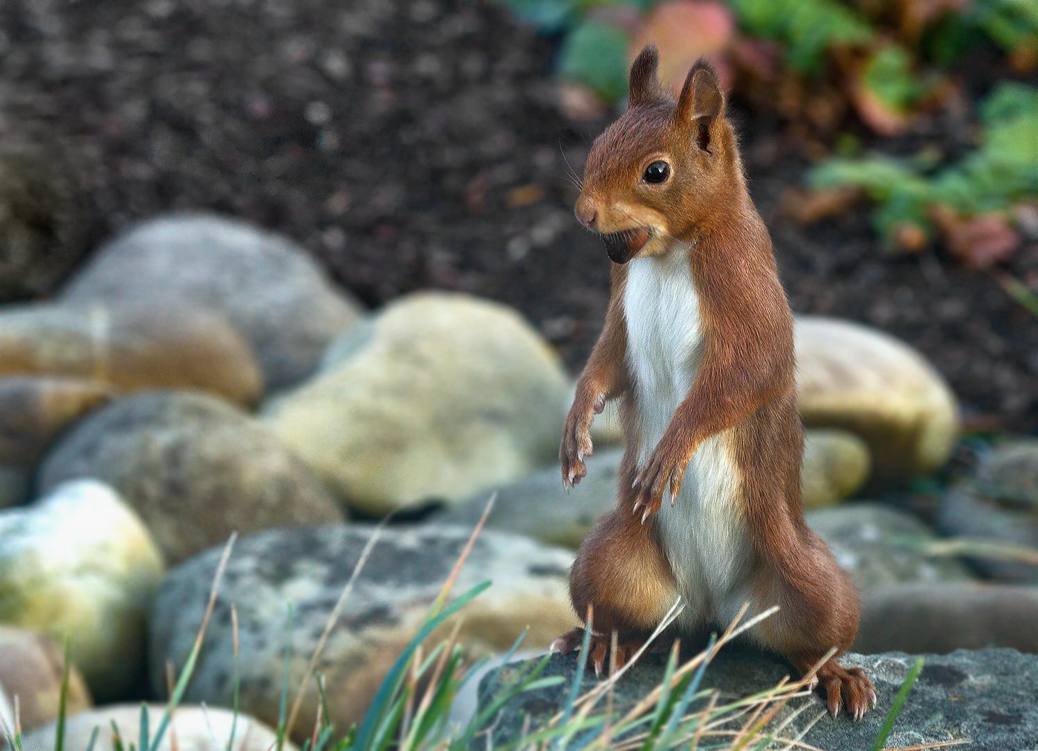 Eichhörnchen mit Haselnuss 001