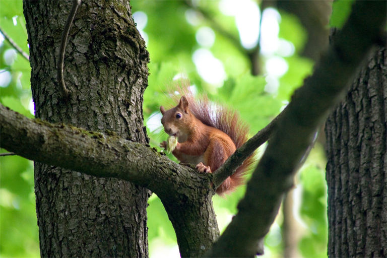 Eichhörnchen mit Haselnuss