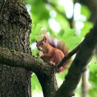 Eichhörnchen mit Haselnuss