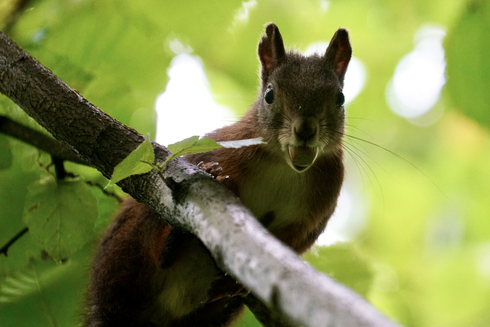 Eichhörnchen mit Haselnuss