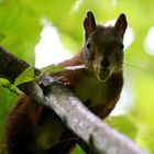 Eichhörnchen mit Haselnuss