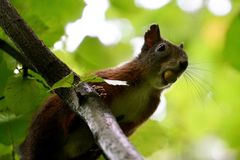 Eichhörnchen mit Haselnuss