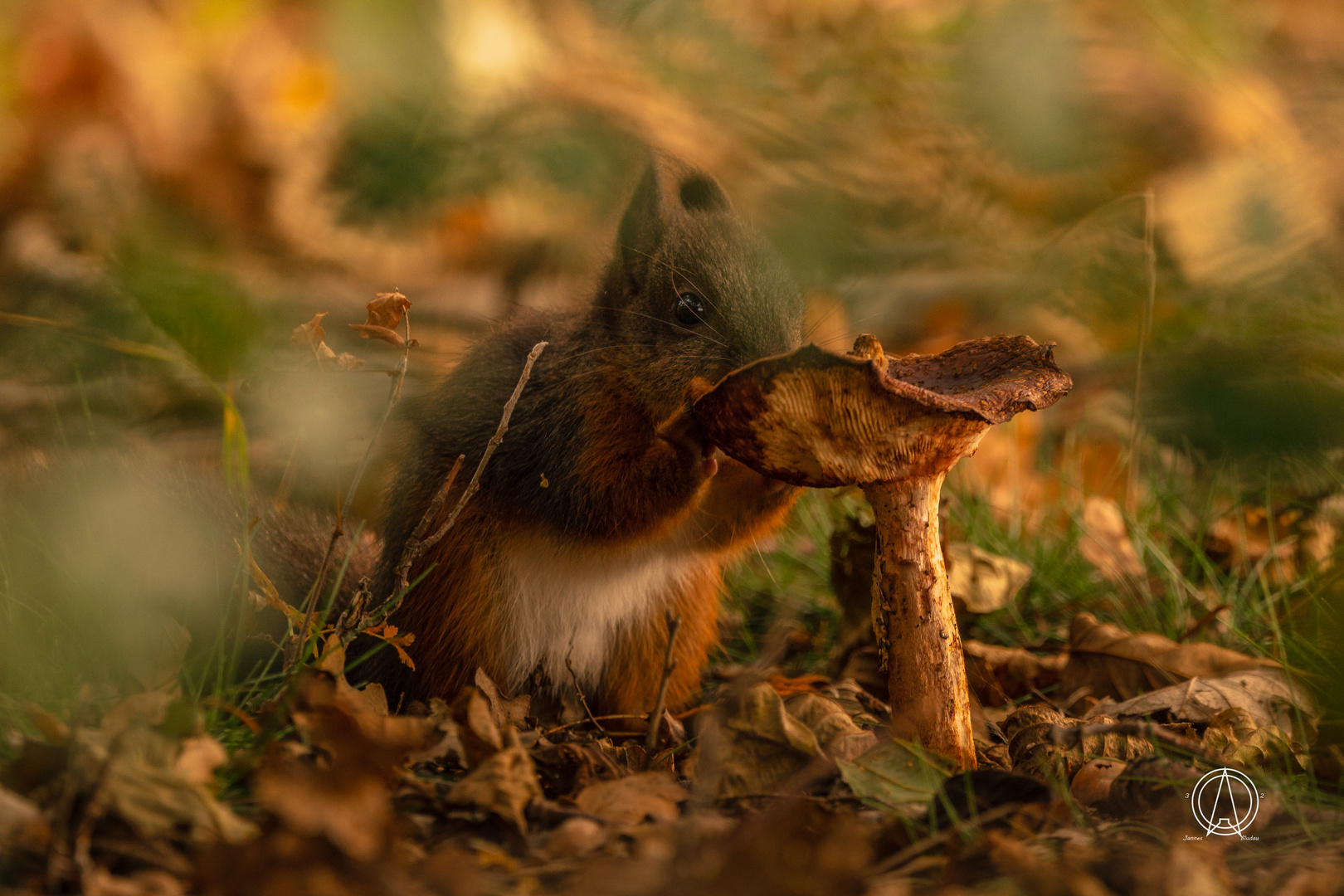 Eichhörnchen mit Herbstlichen Farben