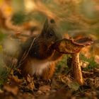 Eichhörnchen mit Herbstlichen Farben