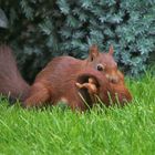 Eichhörnchen mit Junges